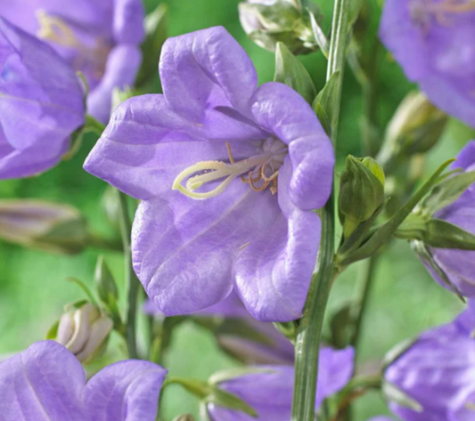 CAMPANULA Takion Blue - 9cm pot
