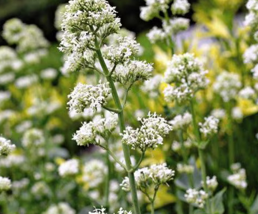 CENTRANTHUS ruber Albus - 9cm pot