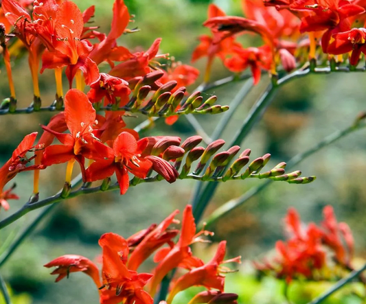 CROCOSMIA Red King -9cm pot