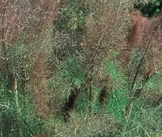 FOENICULUM vulgare Rubrum - 9cm pot