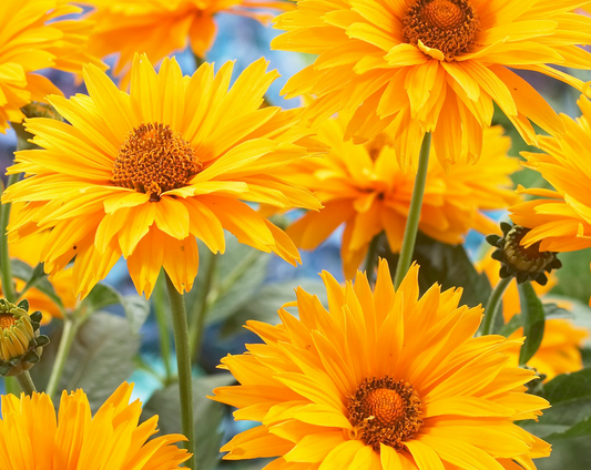 HELIOPSIS scabra Summer Sun - 9cm pot