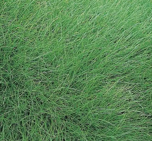 FESTUCA Teddybar - 9cm pot