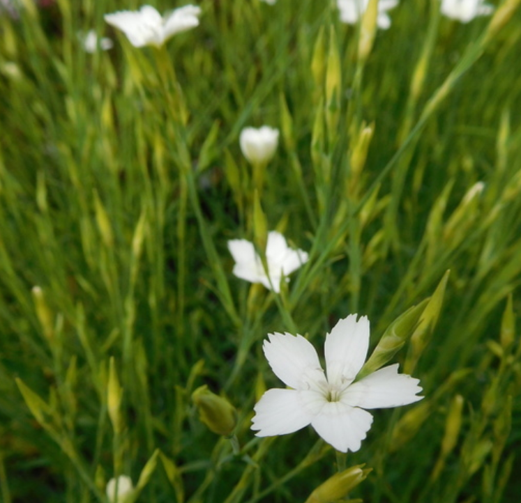 DIANTHUS deltoides alba (PBR) - 9cm pot