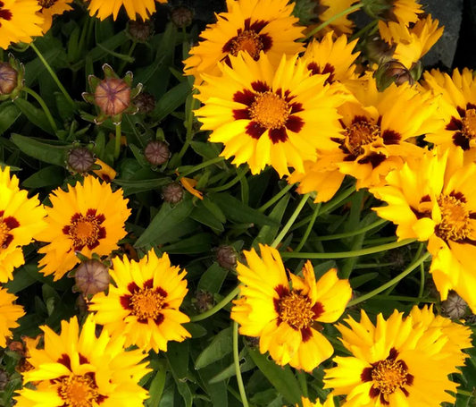 COREOPSIS grandiflora Sunfire - 9cm pot
