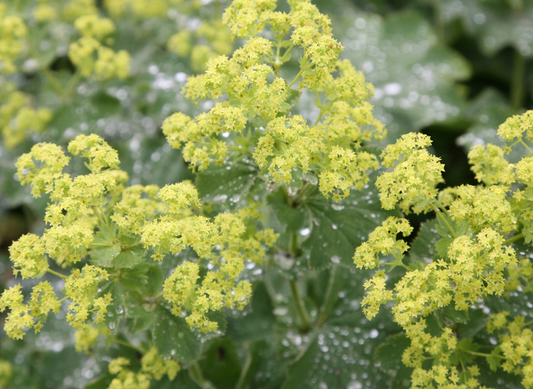 ALCHEMILLA mollis - 9cm pot