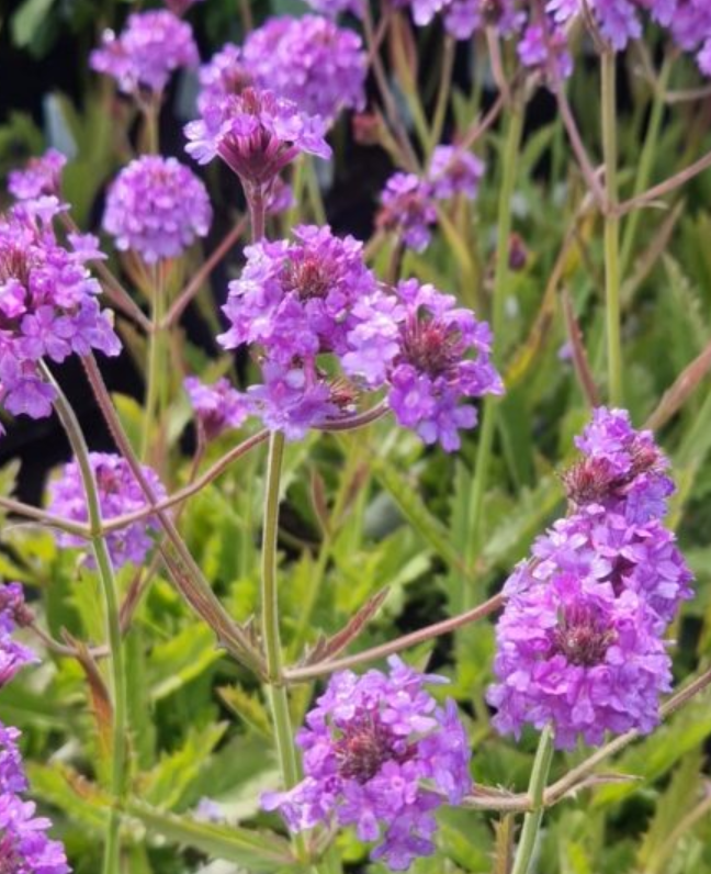 VERBENA rigida Venosa Lilac - 9cm pot