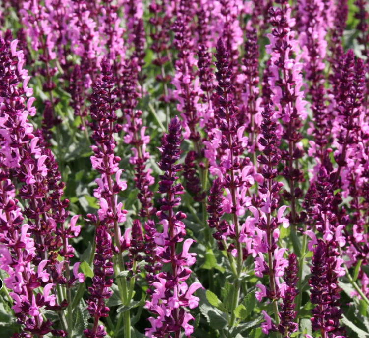 SALVIA x superba Merleau Rose - 9cm pot