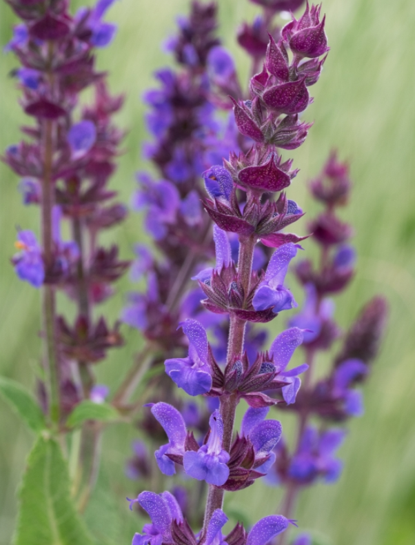 SALVIA nemorosa Blaukonigin - 9cm pot