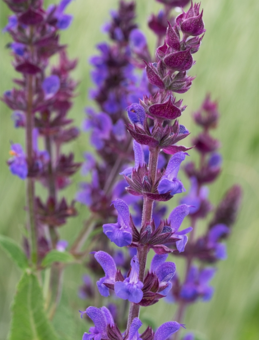 SALVIA nemorosa Blaukonigin - 9cm pot