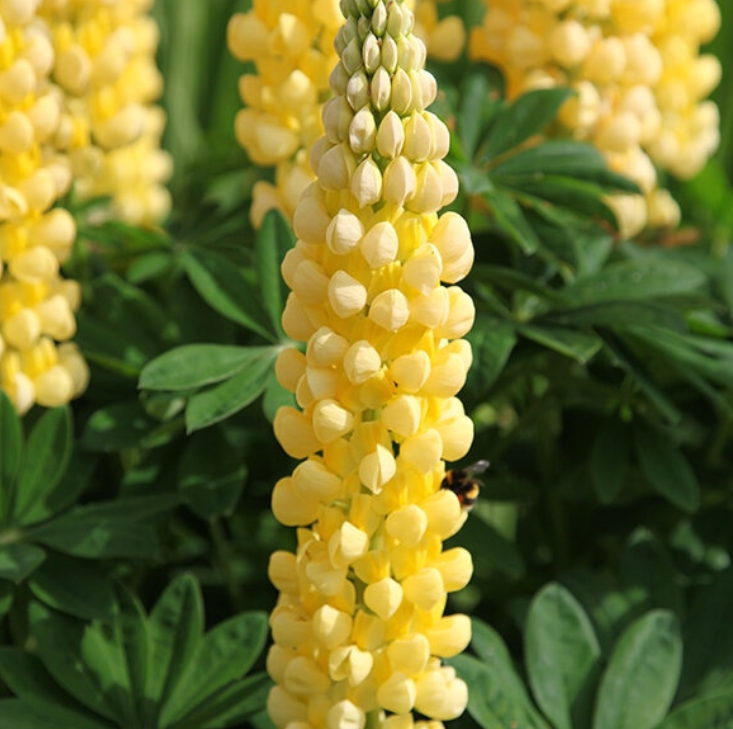 LUPIN Russell hybrids Chandelier (yellow) - 9cm pot