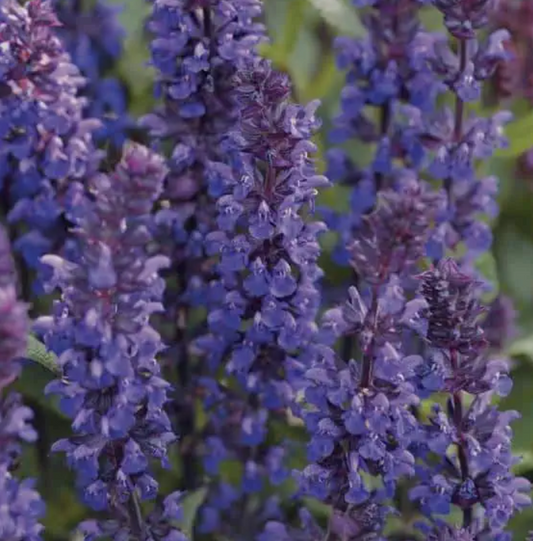 SALVIA x superba New Dimension Blue - 9cm pot