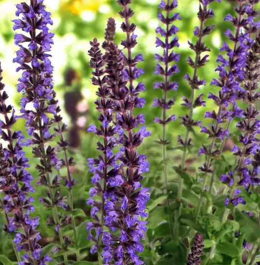 SALVIA x superba Merleau Blue - 9cm pot
