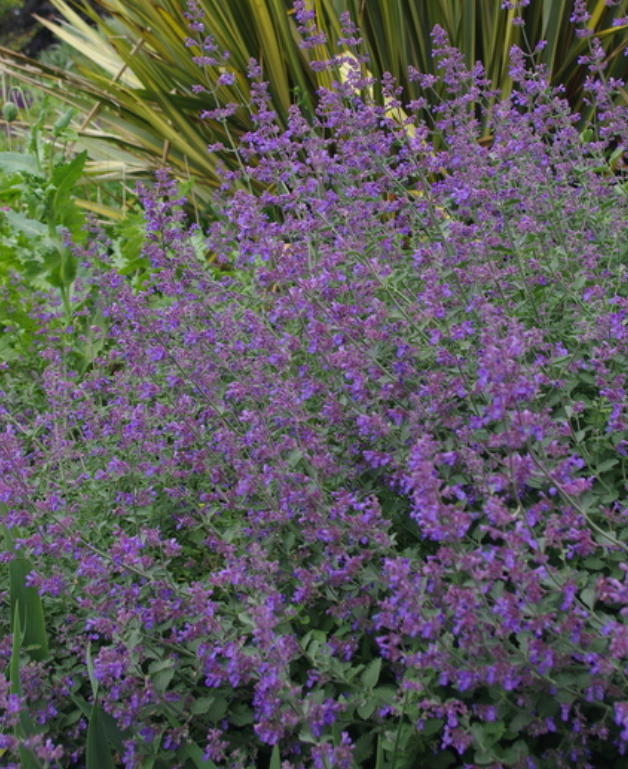 NEPETA x faassenii Dropmore - 9cm pot
