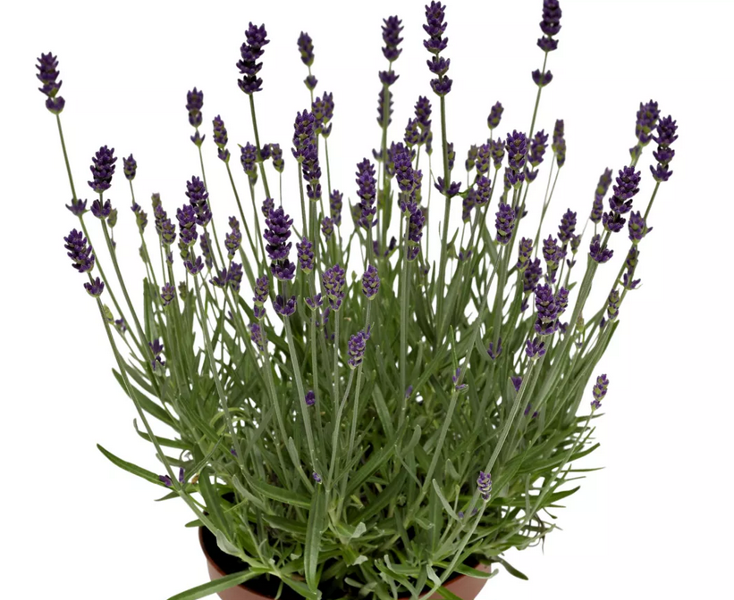 LAVANDULA angustifolia Vintro Compact Iris - 9cm pot