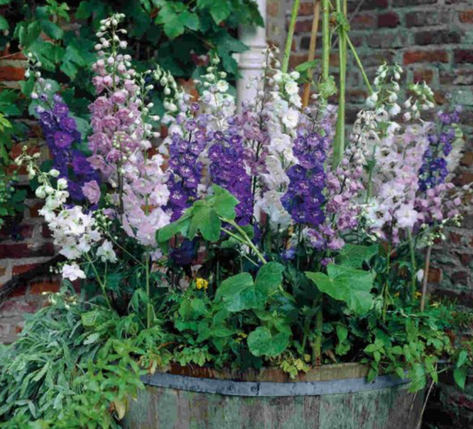 Delphinium Magic Fountains Mixed - 1L pot