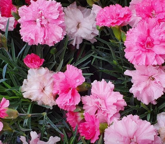 Dianthus Pink Celebration - 1L pot