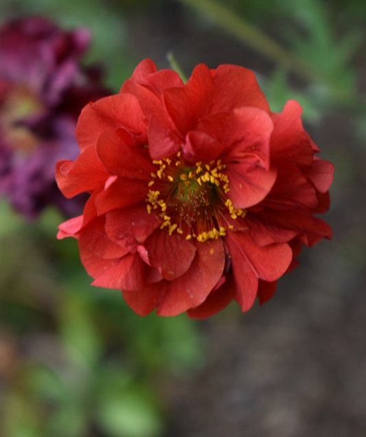 Geum Blazing Sunset - 1L pot
