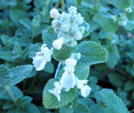 Nepeta x Faassenii Alba - 1L pot