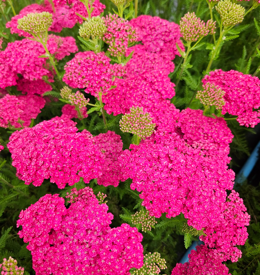 Achillea Saucy Seduction - 3L pot