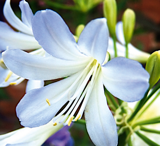 Agapanthus Africanus Silver Baby - 3L pot