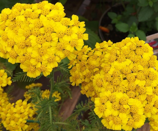 ACHILLEA millefolium Desert Eve Yellow - 9cm pot