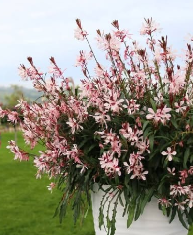 GAURA Belleza Early Pink - 9cm pot