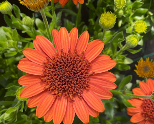 OSTEOSPERMUM 3D Orange - 9cm pot