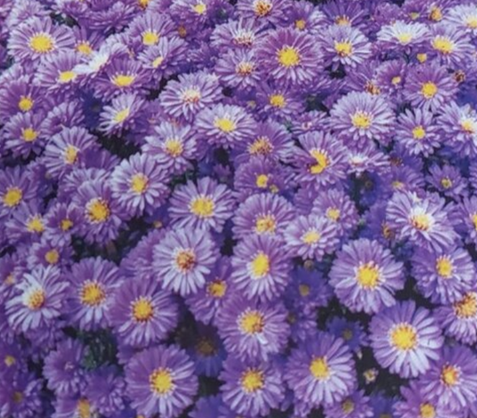 ASTER dumosus Dark Purple Space - 9cm pot