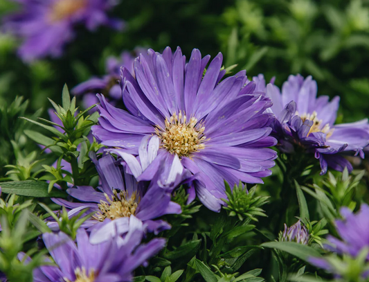 ASTER dumosus Dark Purple Launch - 9cm pot