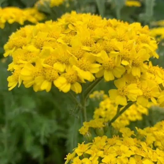 ACHILLEA millefolium Desert Eve Yellow - 9cm pot