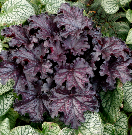 HEUCHERA Forever Midnight - 9cm Pot