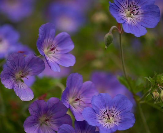 GERANIUM Rozanne  (PBR) - 9cm Pot