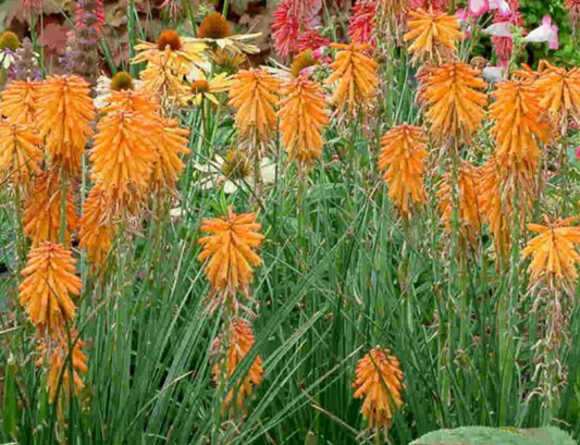 KNIPHOFIA Poco Orange - 9cm Pot