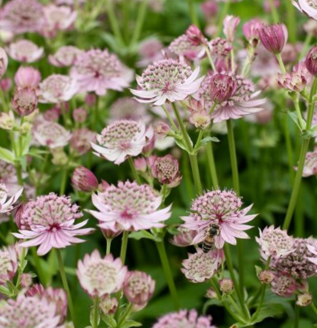 ASTRANTIA major Pink Button - 9cm Pot