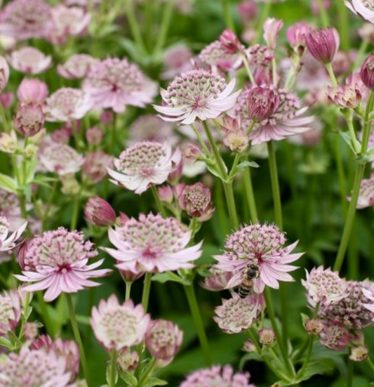 ASTRANTIA major Pink Button - 9cm Pot