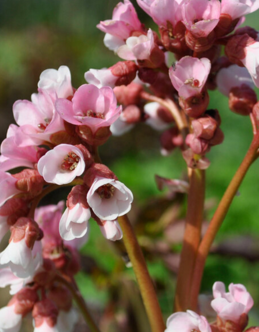 BERGENIA Apple Blossom - 9cm Pot