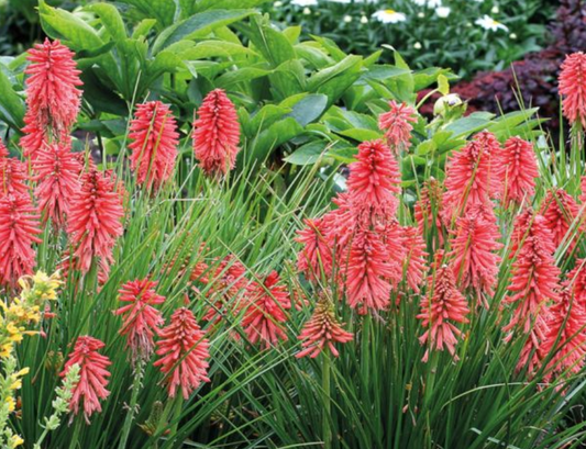 KNIPHOFIA Poco Red (PBR) - 9cm Pot