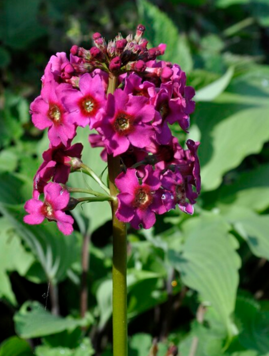 PRIMULA japonica Millers Crimson - 9cm Pot
