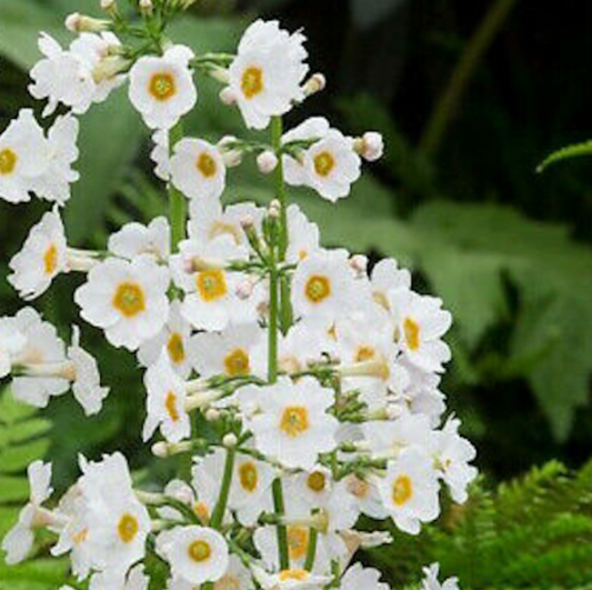 PRIMULA japonica Alba - 9cm Pot
