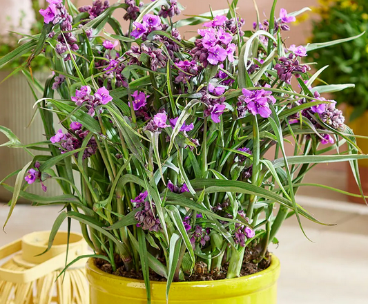 TRADESCANTIA JS Brainstorm - 9cm Pot