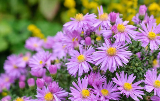 ASTER dumosus Purple Light - 9cm Pot