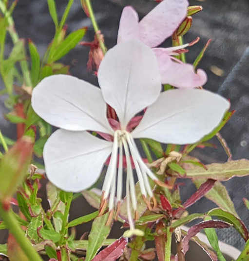 GAURA lindheimeri Gaudi White - 9cm Pot