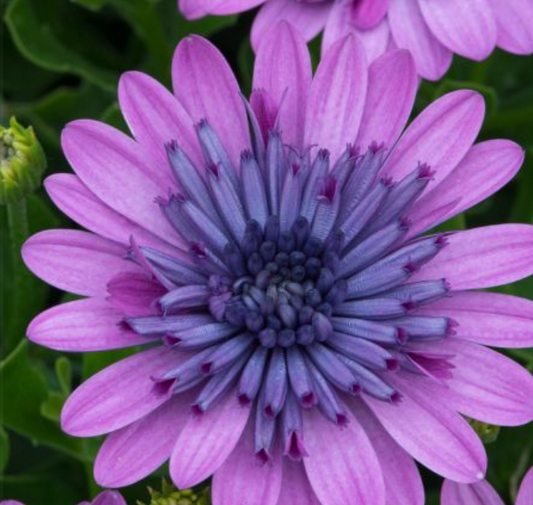 OSTEOSPERMUM  3D Deep Pink - 9cm Pot