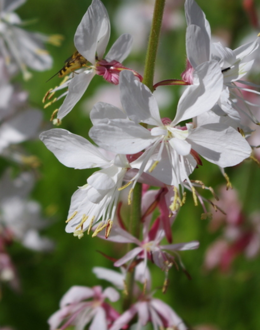 GAURA lindheimeri - 9cm Pot
