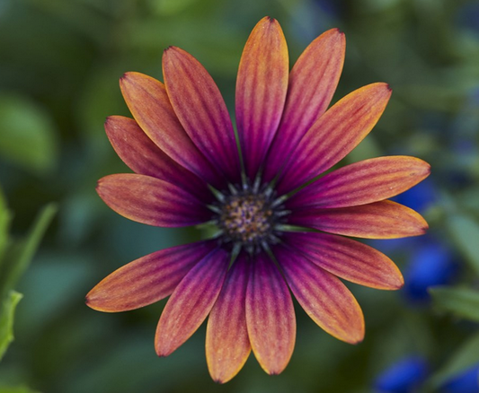 OSTEOSPERMUM FlowerPower Purple Sun - 9cm Pot