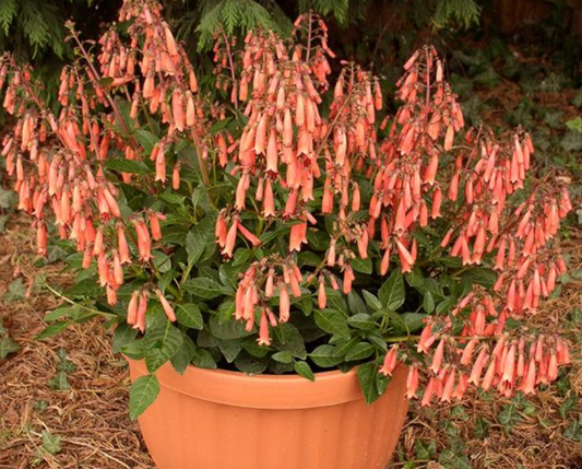 PHYGELIUS capensis Candy Drops Tangerine - 9cm Pot