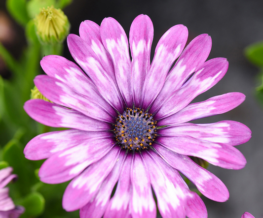 OSTEOSPERMUM  FlowerPower Lavender Feather - 9cm Pot