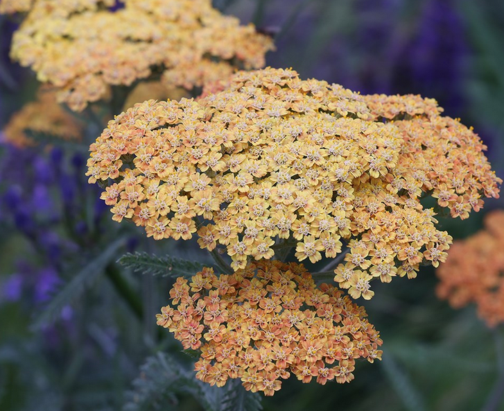ACHILLEA Terracotta - 9cm Pot