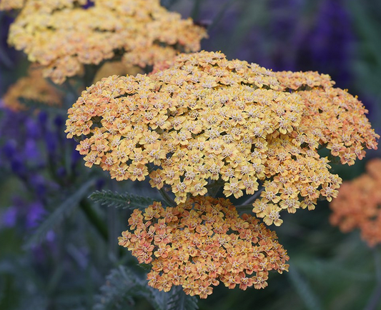 ACHILLEA Terracotta - 9cm Pot