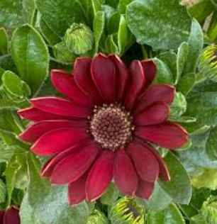 OSTEOSPERMUM  FlowerPower Red - 9cm Pot